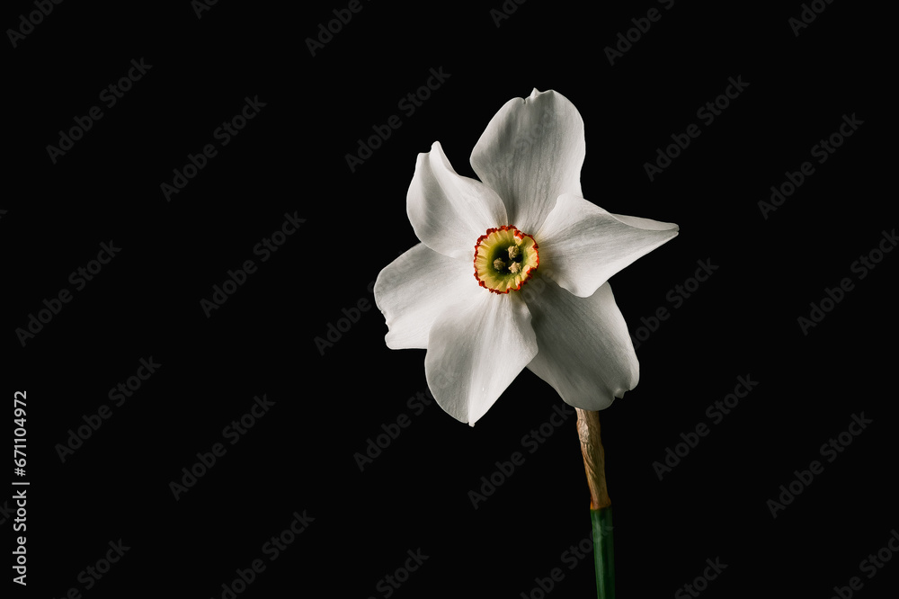 White daffodil isolated on black background White daffodil isolated on black background