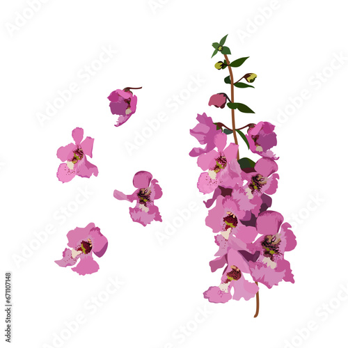 Set of Angelonia flowers isolated on a white background. vector illustration.