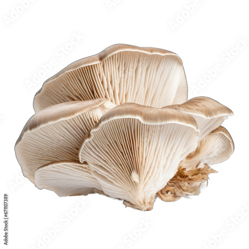 Dried Dyers polypore mushroom isolated