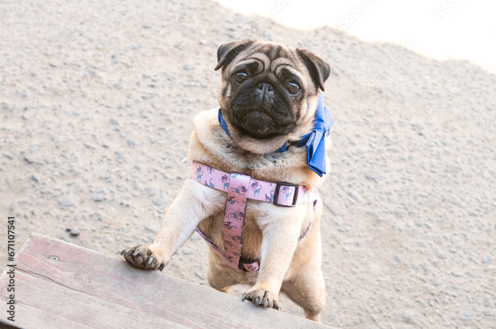 A cute pug is trying to climb the steps. Dog in a harness. Pug on the stairs