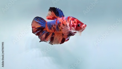 Obraz na płótnie betta splendens giant nemo fish
