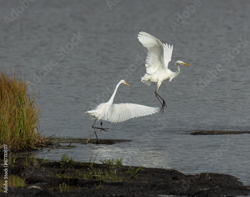 Silberreiher (Egretta alba)
 photo