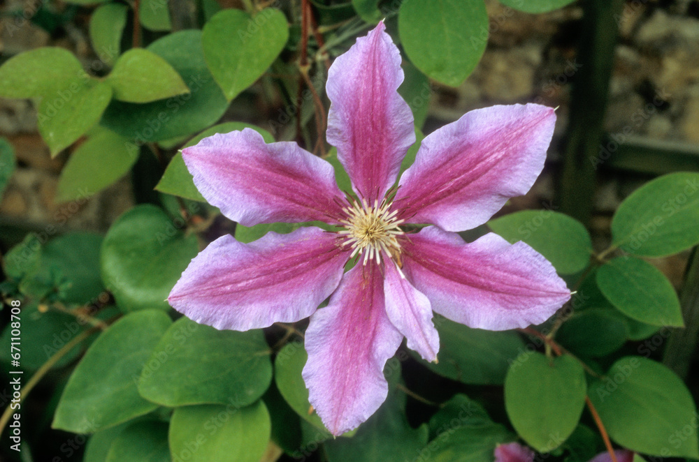 Clematis spp. 'Fireworks' , Clématite Clematis spp. 'Fireworks' , Clématite