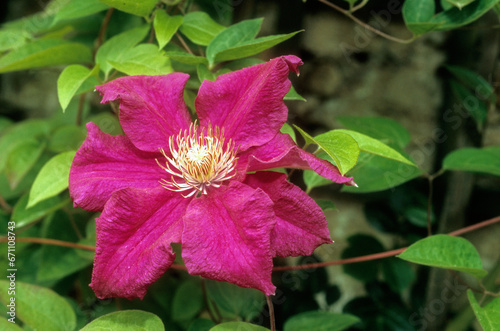 Canvas Print Clematis spp. 'Ernest Markham' , Clématite