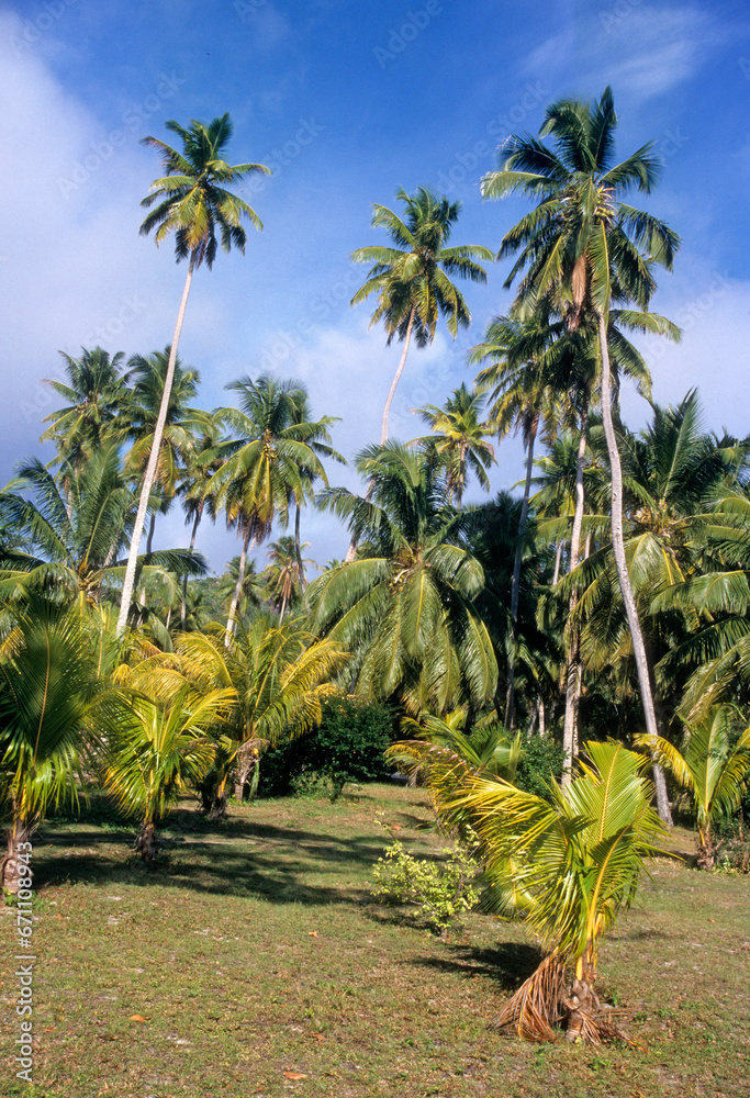 Fototapeta premium Cocos nucifera , Cocotier, Ile de la Digue, Seychelles