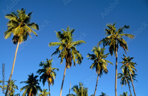 Cocos nucifera   Cocotier  Ile de la Digue  Seychelles