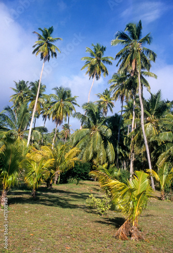 Cocos nucifera , Cocotier, Ile de la Digue, Seychelles