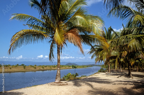 Cocos nucifera  Cocotier  Madagascar