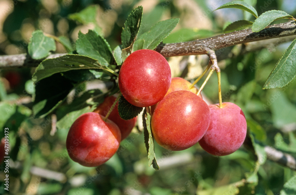 Obraz premium Cerisier, bigarreau, Prunus avium 'Napoleon'