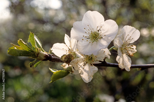 Fototapeta Naklejka Na Ścianę i Meble -  Prunus cerasus 'Marmotte' , Cerisier bigarreau