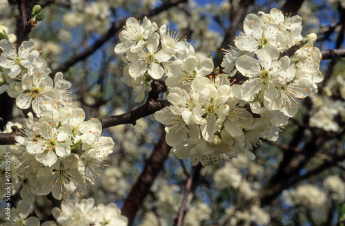 Fototapeta Naklejka Na Ścianę i Meble -  Prunus cerasus 'Marmotte' , Cerisier bigarreau
