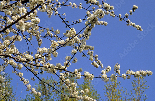Fototapeta Naklejka Na Ścianę i Meble -  Prunus cerasus 'Marmotte' , Cerisier bigarreau