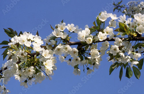 Prunus cerasus 'Marmotte' , Cerisier bigarreau photo