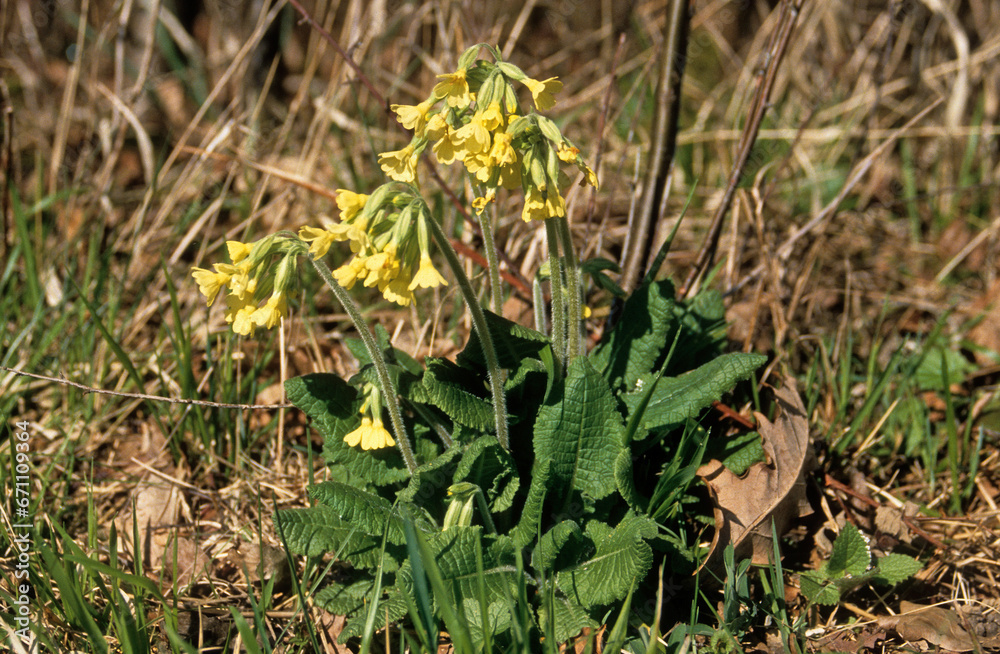 Primula veris , Coucou, Primevére officinale Primula veris , Coucou, Primevére officinale