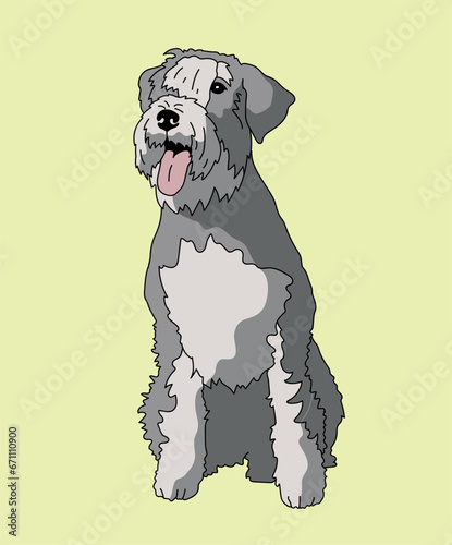 Schnauzer Dog Sitting Front View