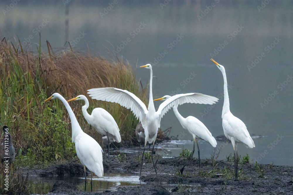 Obraz premium Silberreiher (Egretta alba) 