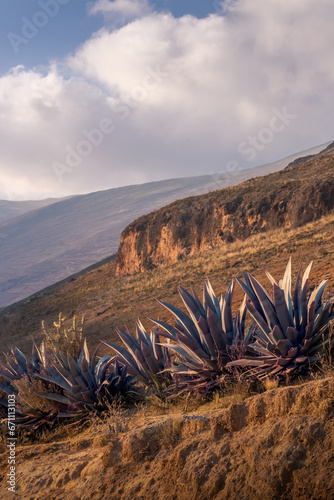 Agave row plants in foggy Peruvian landscape vertical photo