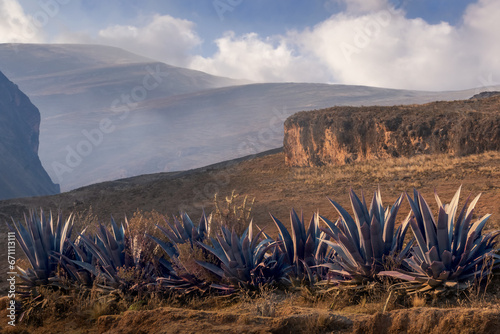 Agave row plants in foggy Peruvian landscape horizontal