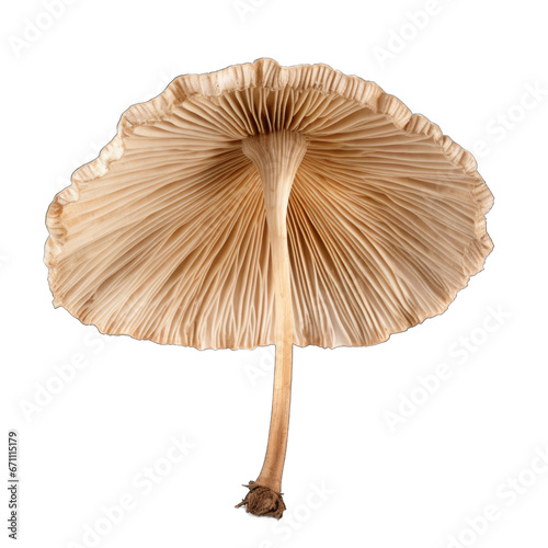 Dried Parasol mushroom isolated