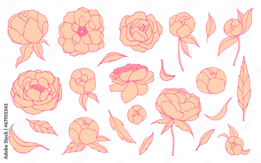 Set of orange peony flowers and leaves with pink line. Vector floral isolated illustration on white background.