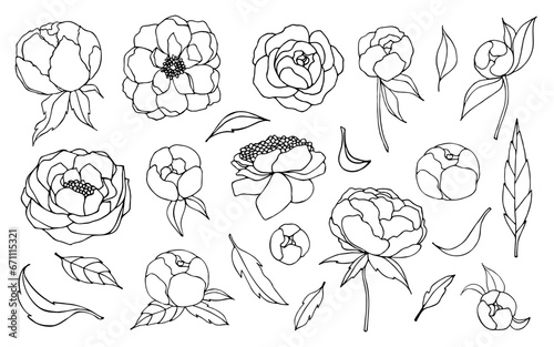 Line drawing of peony flowers and leaves. Vector floral isolated illustration on white background.