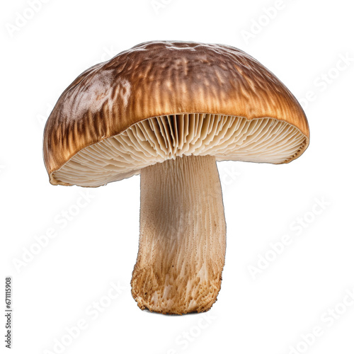 Dried Bitter bolete mushroom isolated