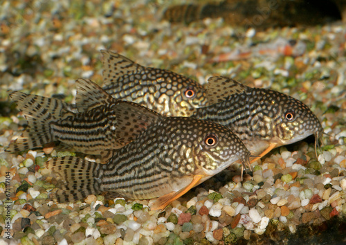 Sterbas Panzerwels (Corydoras sterbai) Gruppe auf Sandboden