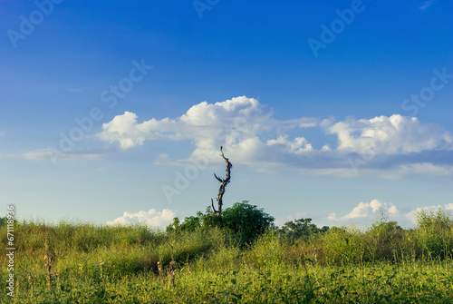 Lonely tree with a hawk on it