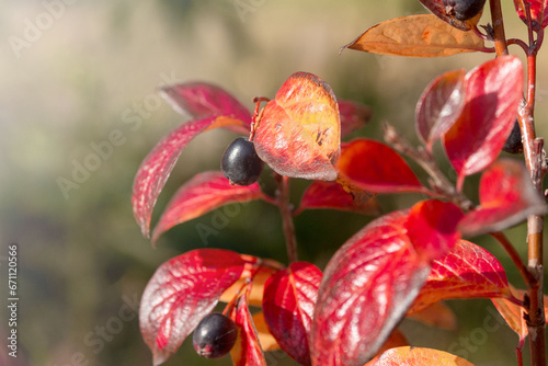 Autumn bright red leaves and berries of cotoneaster. © Лариса Люндовская