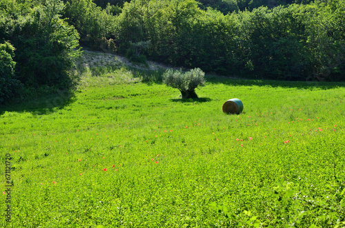 Italian green field with hay bale