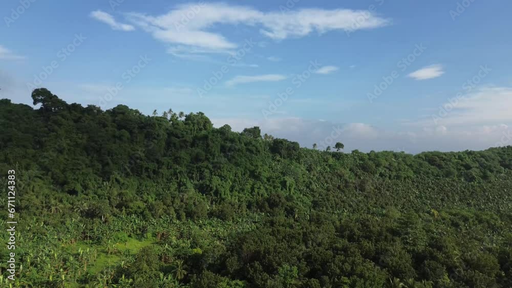 Forested mountain densely planted with banana trees. Drone, aerial shot.