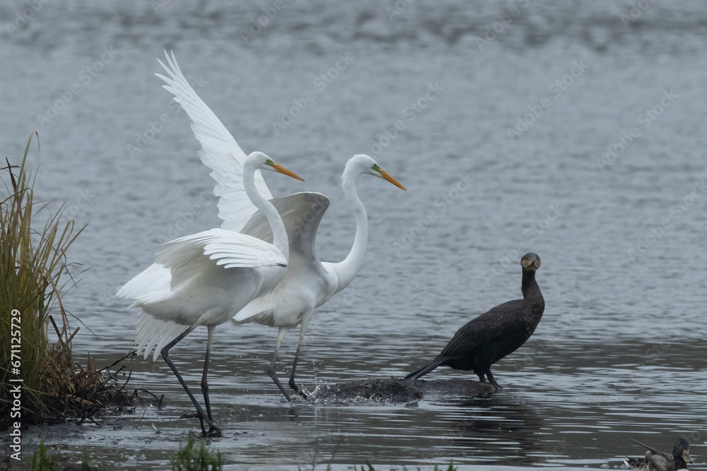 Fototapeta premium Silberreiher