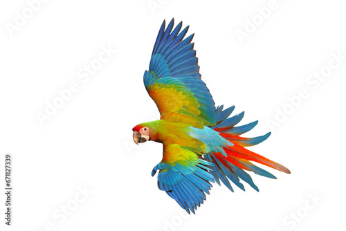 Colorful of Shamlet macaw parrot flying isolated on transparent background png file