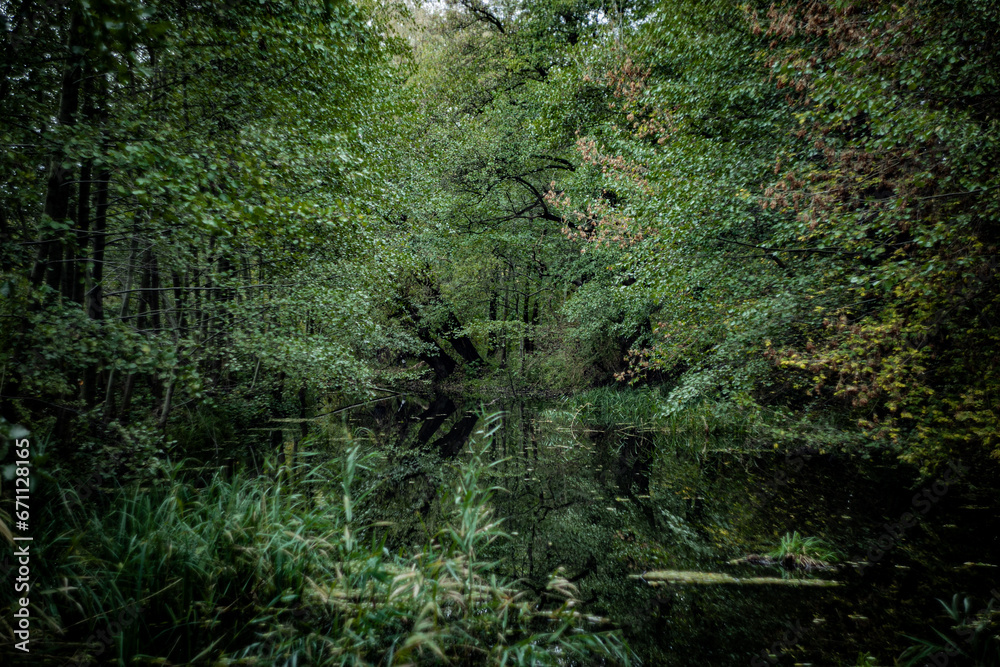 view of the lake in the forest view of the lake in the forest