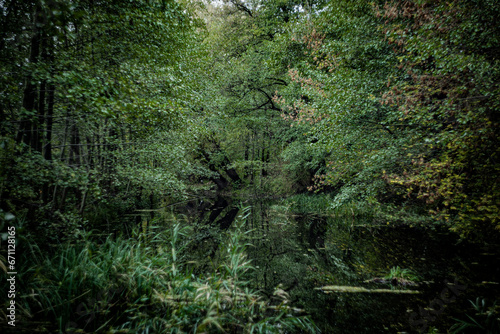 view of the lake in the forest