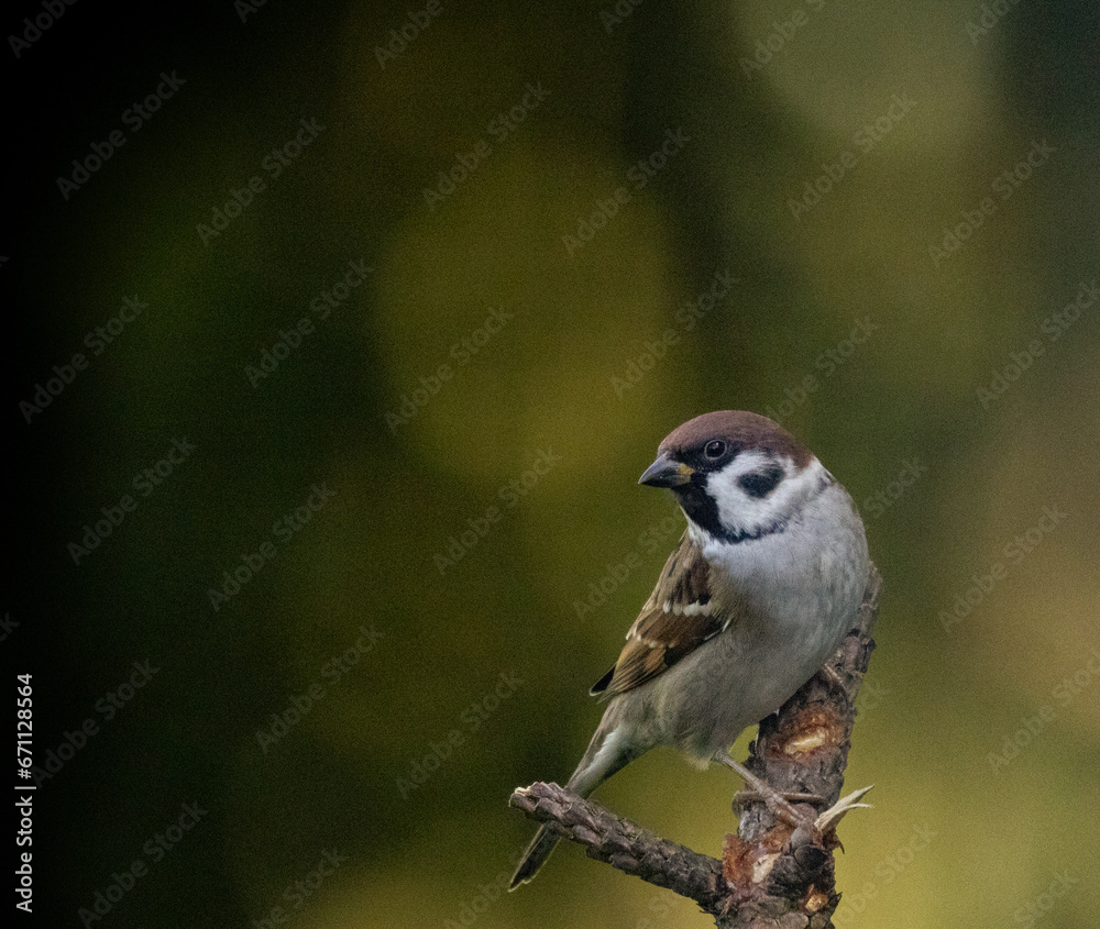 Naklejka premium Feldsperling