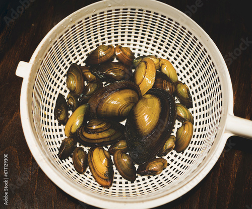 River mussels, freshwater clam (Unio Pictorum) photo