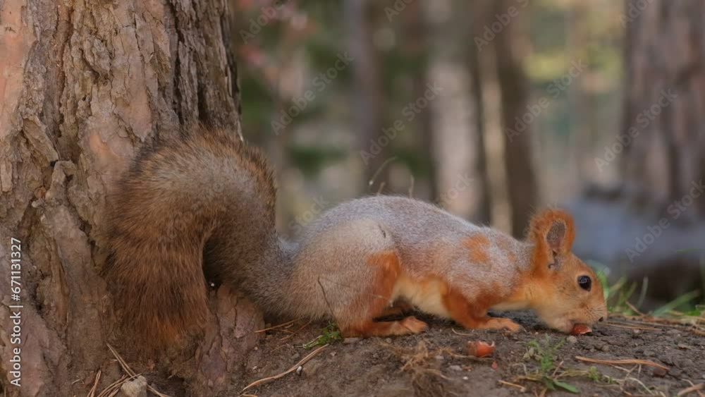 A beautiful red squirrel eats nuts in the forest. A squirrel with a fluffy tail sits and eats nuts close-up. Slow motion video A beautiful red squirrel eats nuts in the forest. A squirrel with a fluffy tail sits and eats nuts close-up. Slow motion video