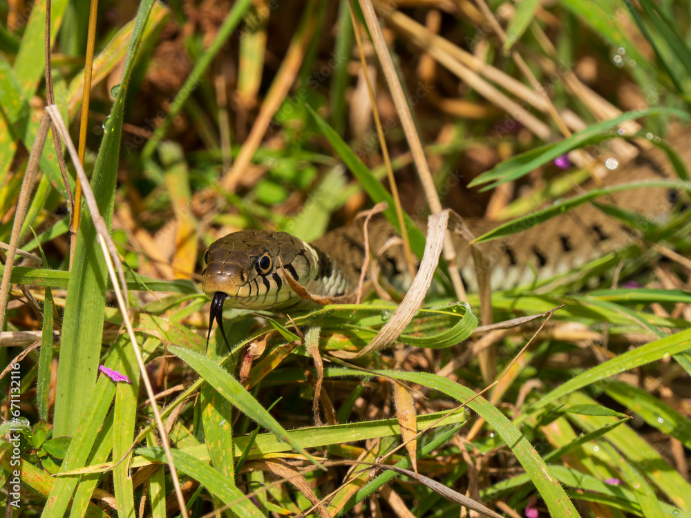 Fototapeta premium Grass Snake