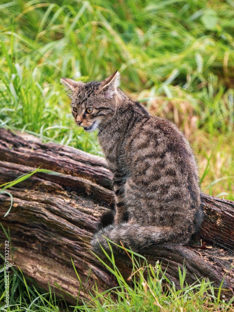 Juvenile Scottish Wildcat Resting on a Log