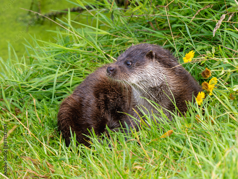 Close-up of Otter in the Grass Close-up of Otter in the Grass
