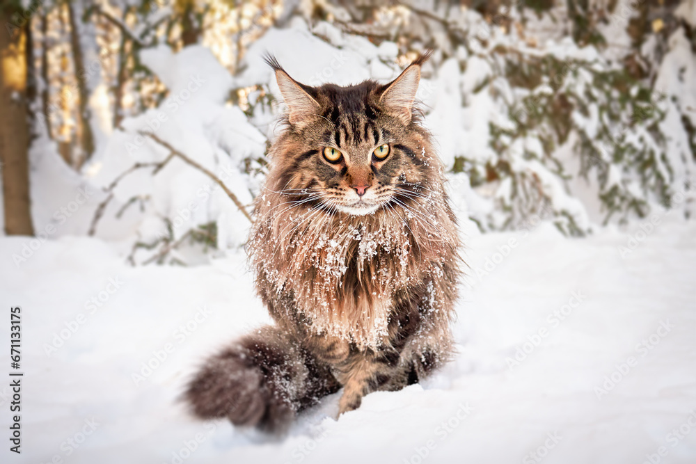 Angry frozen cat on snow, looks angrily at the camera. Worn-out pet freezes outside in severe frost.