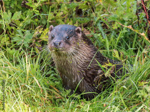 Close-up of Otter Head in the Grass