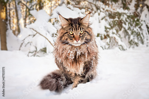 Angry frozen cat on snow  looks angrily at the camera. Worn-out pet freezes outside in severe frost.