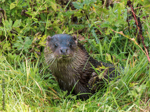 Close-up of Otter Head in the Grass
