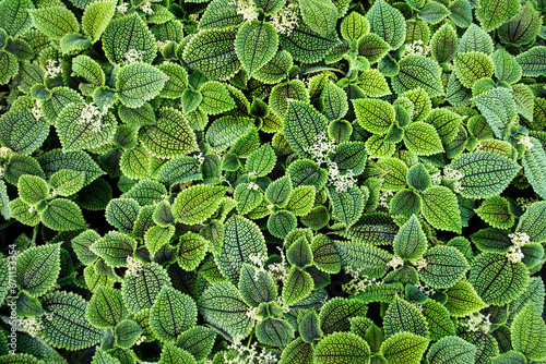 grüne Blätter photo