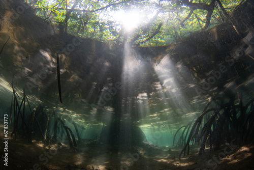 Beams of sunlight filter into the shadows of a mangrove forest in Raja Ampat  Indonesia. Mangrove habitats help support the incredible marine biodiversity found in this tropical region.