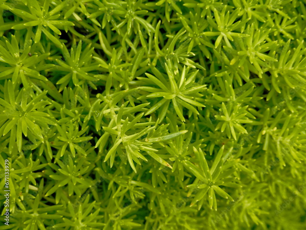 Green moss background. Close-up of green moss texture. Top view. Green moss background. Close-up of green moss texture. Top view.