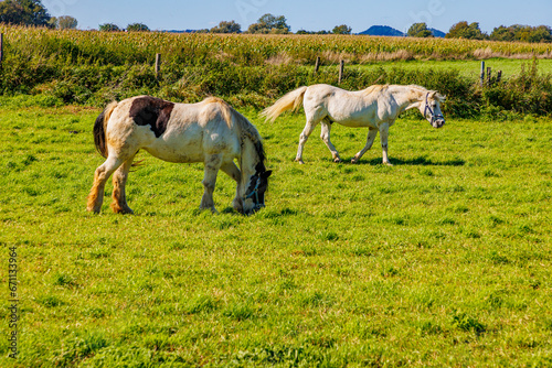 Landscape of Dutch agricultural lan, two white horses, one calmly grazing and another walking, corn field against misty blue sky, trees in background, sunny summer day in Meers, Elsloo, Netherlands photo