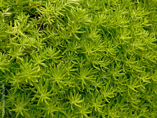 Green moss background. Close-up of green moss texture. Top view.